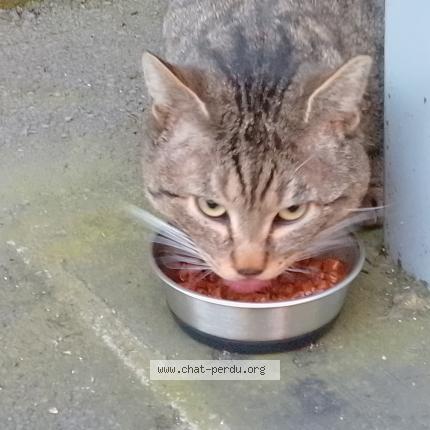 Foto 5/5 Gato encontrado Encontrado en Paris