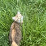 Foto del gato perdido en Bourg Et Comin