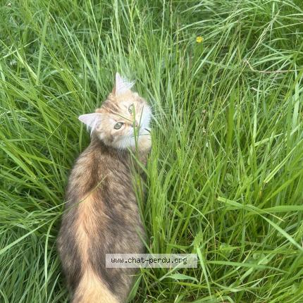 Foto 1/1 Aloco Chat perdido en Bourg et comin