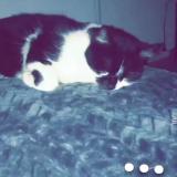 Foto del gato perdido en Witry Les Reims