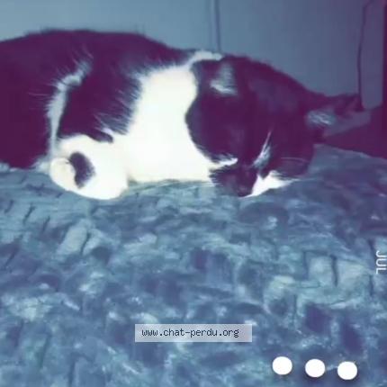 Foto 1/1 Felix Chat perdido en Witry les reims