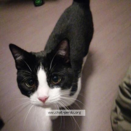 Foto 1/2 Oreo Chat perdido en Dourges