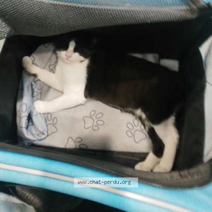 Foto 2/2 Oreo Chat perdido en Dourges