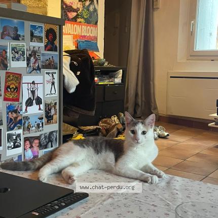 Foto 1/1 Gato encontrado Encontrado en Montpellier