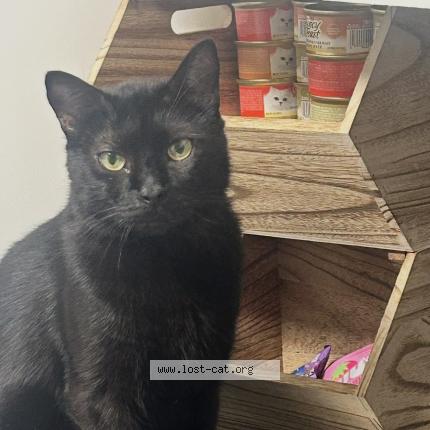 Foto 1/1 mylo Chat perdido en San antonio