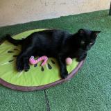 Foto del gato perdido en Marseille