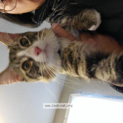 Foto 1/1 Gato encontrado Encontrado en Franklin