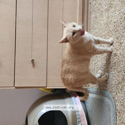 Foto 1/1 Nala Chat perdido en Fort worth