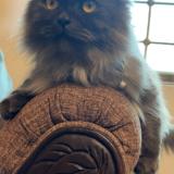 Foto del gato perdido en Islamabad