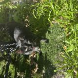 Foto del gato perdido en Spring Valley