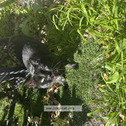 Foto 1/1 Stevie Chat perdido en Spring valley