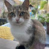 Foto de gato encontrado en Hersin Coupigny