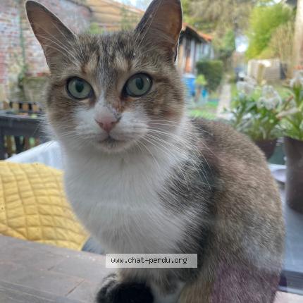 Foto 1/1 Gato encontrado Encontrado en Hersin coupigny