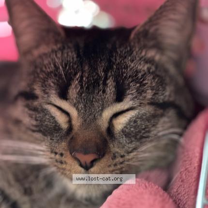 Foto 1/1 Gato encontrado Encontrado en Las vegas