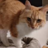 Foto del gato perdido en Nantes