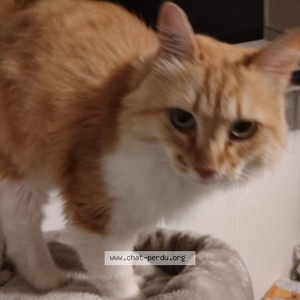 Foto 1/1 Haku Chat perdido en Nantes