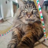 Foto del gato perdido en Saint Ybars