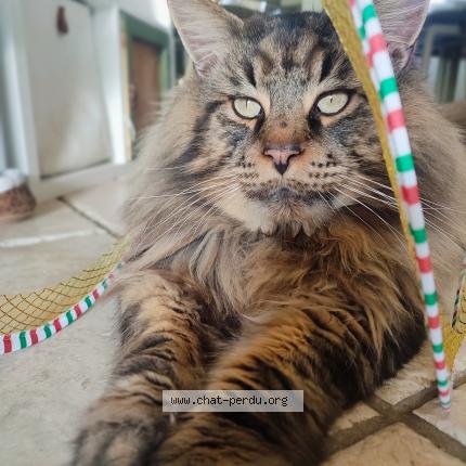 Foto 1/1 Shadow Chat perdido en Saint ybars