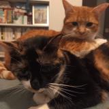 Foto del gato perdido en Toulouse