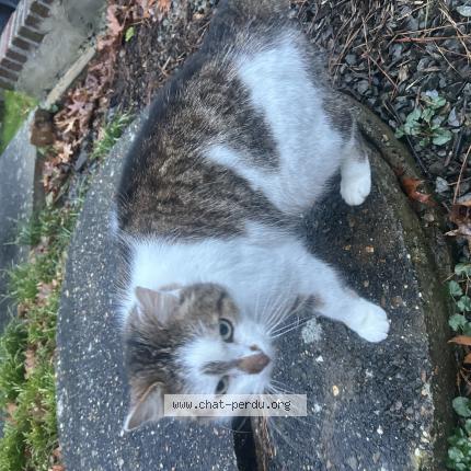 Foto 1/1 Gato encontrado Encontrado en Herve