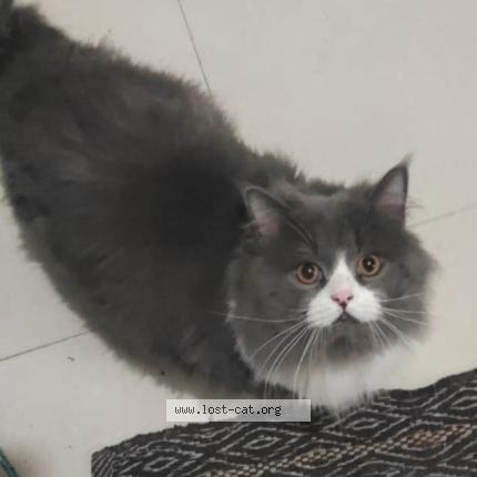 Foto 1/1 Kitta Chat perdido en Bareilly