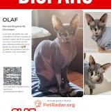 Foto del gato perdido en Ayeneux Soumagne