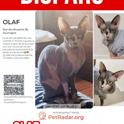 Foto 1/1 OLAF Chat perdido en Ayeneux soumagne