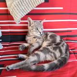 Foto del gato perdido en Saint Etienne Lardeyrol