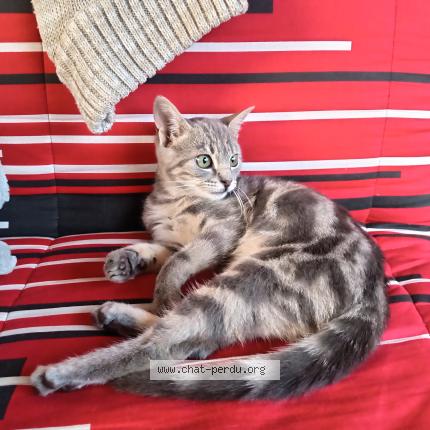 Foto 1/1 Fantine Chat perdido en Saint etienne lardeyrol