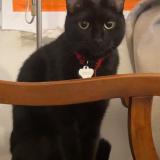 Foto del gato perdido en Paris