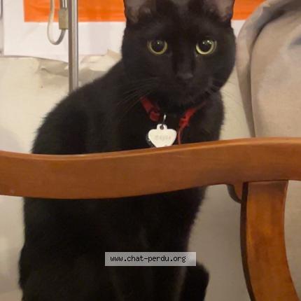 Foto 1/1 Gato encontrado Perdido en Paris