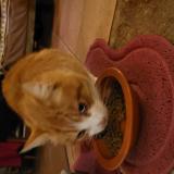 Foto de gato encontrado en Saint Augustin