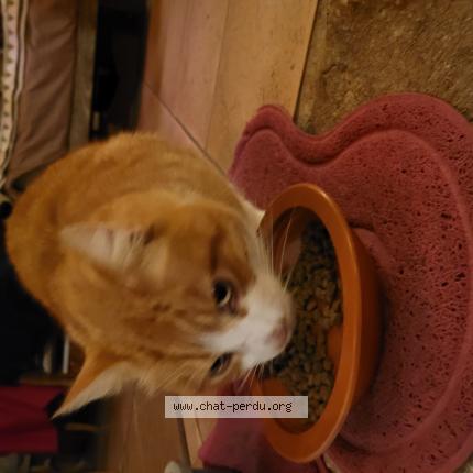 Foto 1/1 Gato encontrado Encontrado en Saint augustin