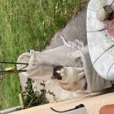 Foto de gato encontrado en Bordes