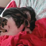 Foto del gato perdido en Roubaix