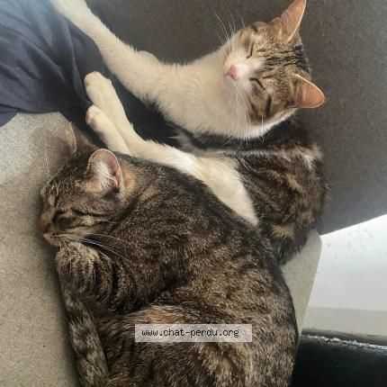 Foto 1/1 Scylla Chat perdido en Saint girons