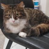 Foto del gato perdido en Mulhouse