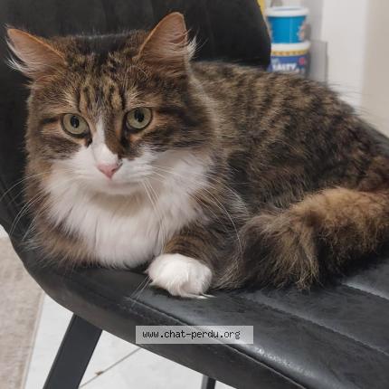 Foto 1/1 Isar Chat perdido en Mulhouse