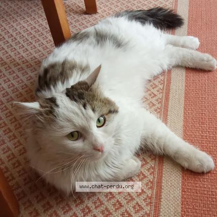 Foto 1/1 Gato encontrado Encontrado en Sorgues