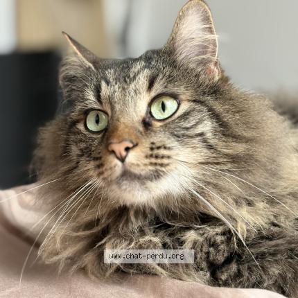 Foto 1/1 Tacos Chat perdido en Souille