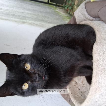 Foto 1/1 Fidji Chat perdido en Aunay sous bois