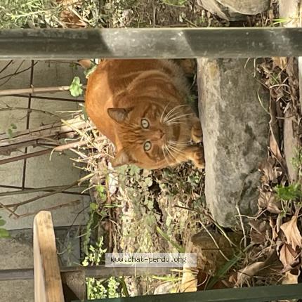 Foto 1/1 Gato encontrado Encontrado en L ile saint denis