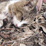 Foto de gato encontrado en La Trinite