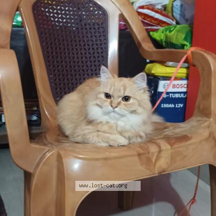 Foto 1/1 Lucky Chat perdido en Karimganj