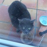 Foto de gato encontrado en Sartrouville