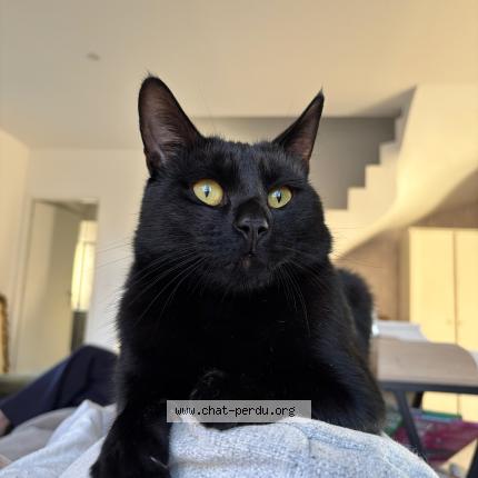 Foto 1/1 Nox Chat perdido en Nimes