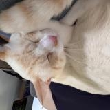 Foto del gato perdido en West Palm Beach