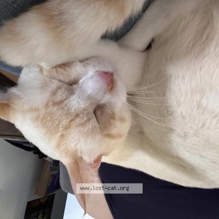 Foto 1/1 Loki Chat perdido en West palm beach