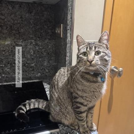 Foto 1/1 Gato encontrado Encontrado en Grenoble