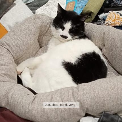 Foto 1/1 Prezi Chat perdido en Sainte lucie sur loire